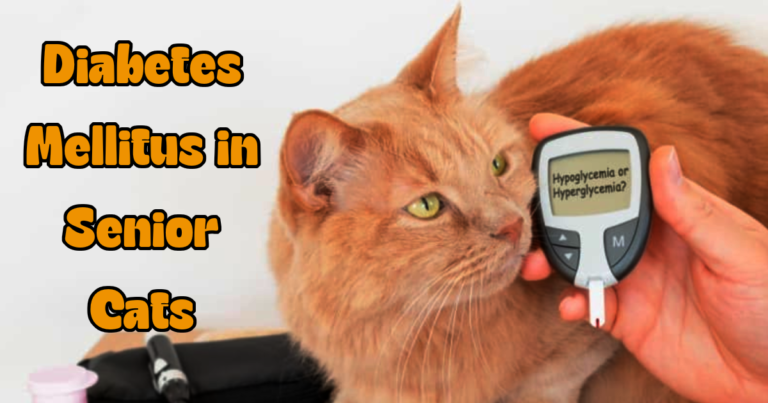 Diabetes Mellitus in Senior Cats: Tips for Supporting Blood Sugar Levels Safely