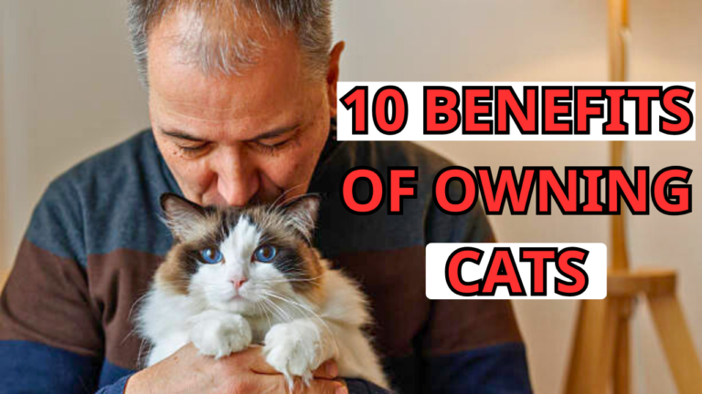 10 fact about cats