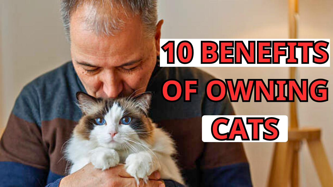 10 fact about cats