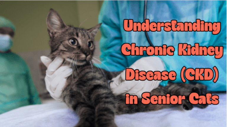 Understanding Chronic Kidney Disease (CKD) in Senior Cats