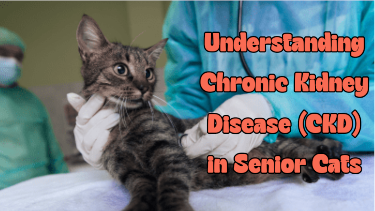 Understanding Chronic Kidney Disease (CKD) in Senior Cats