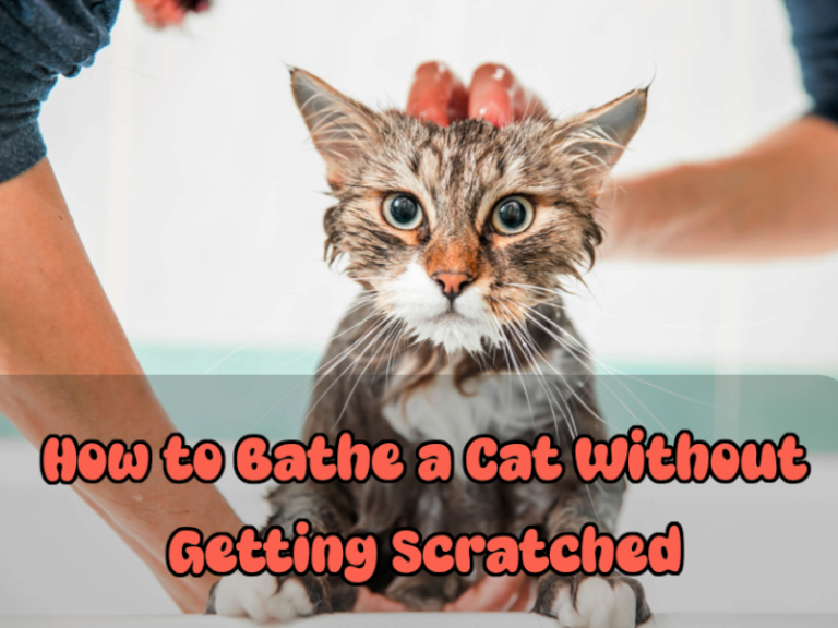 how to bathe a cat without getting scratched safely at home