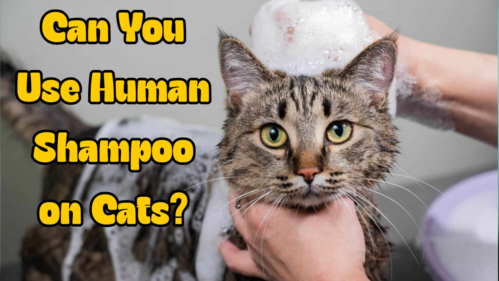 Can You Use Human Shampoo on Cats? The Scientific Answer
