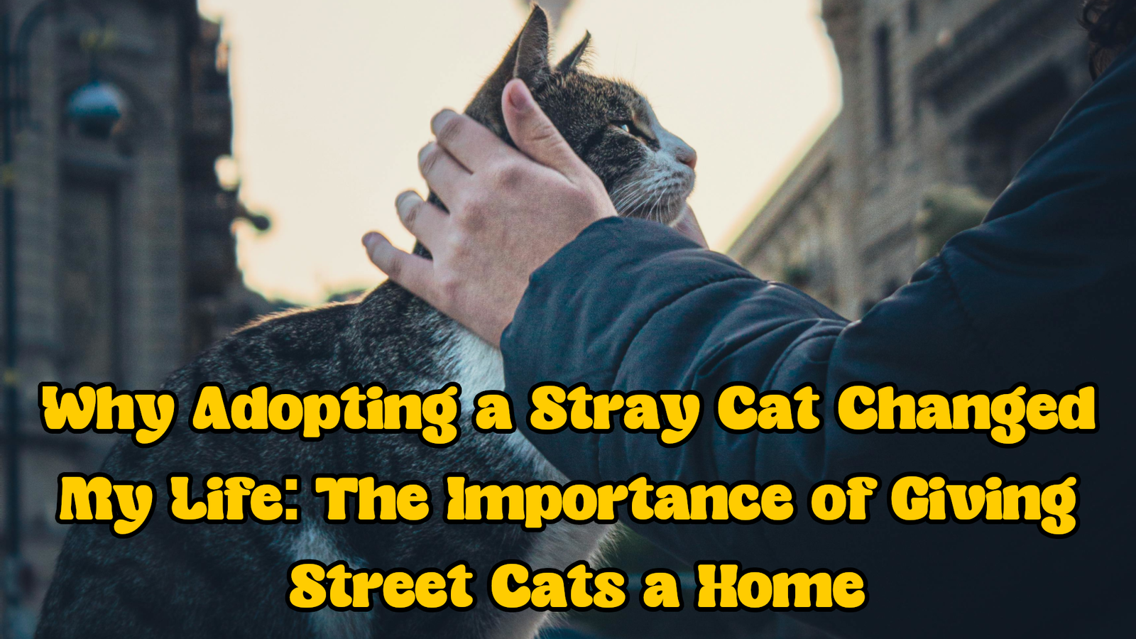 Why Adopting a Stray Cat Changed My Life: The Importance of Giving Street Cats a Home