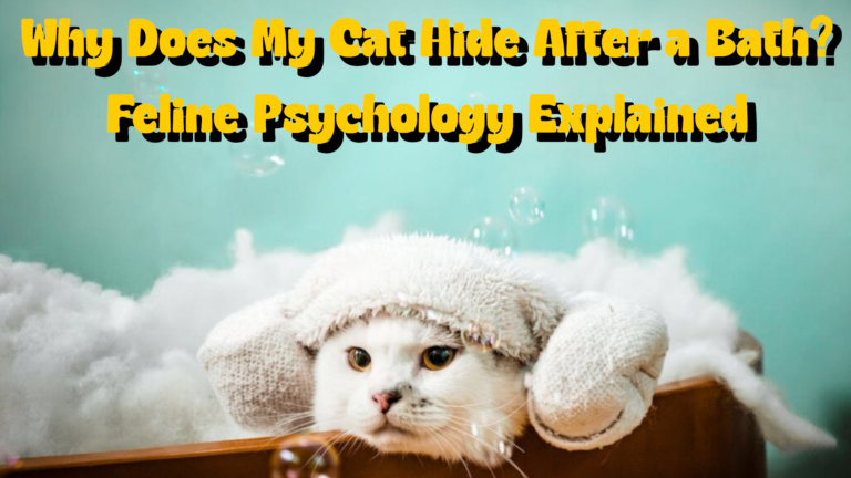 Why Does My Cat Hide After a Bath Feline Psychology Explained