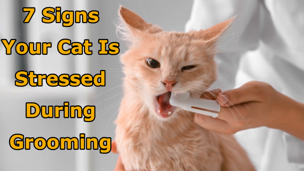 7 Signs Your Cat Is Stressed During Grooming (And When to Stop)