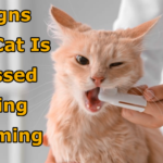 7 Signs Your Cat Is Stressed During Grooming (And When to Stop)