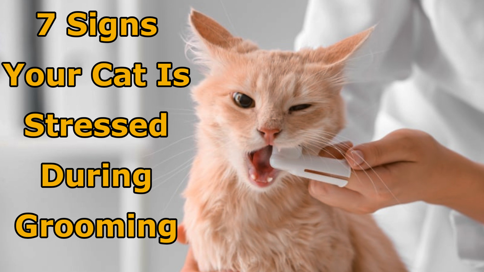 7 Signs Your Cat Is Stressed During Grooming (And When to Stop)