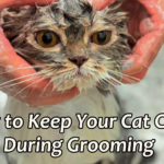 How to Keep Your Cat Calm During Grooming