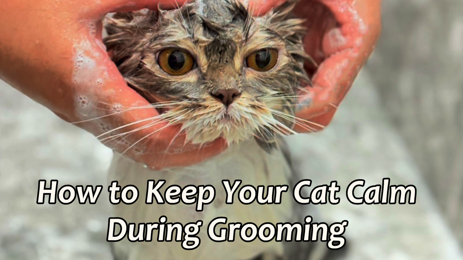 How to Keep Your Cat Calm During Grooming