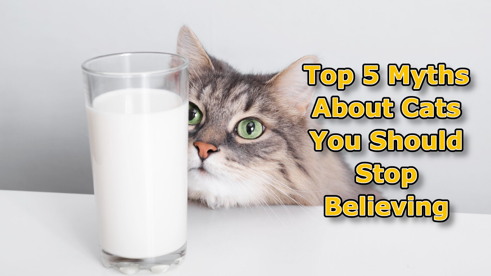 Top 5 Myths About Cats You Should Stop Believing