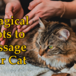Massage Cat