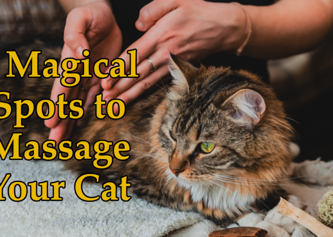 5 Magical Spots to Massage Your Cat – The Secret to Unlocking Her Love