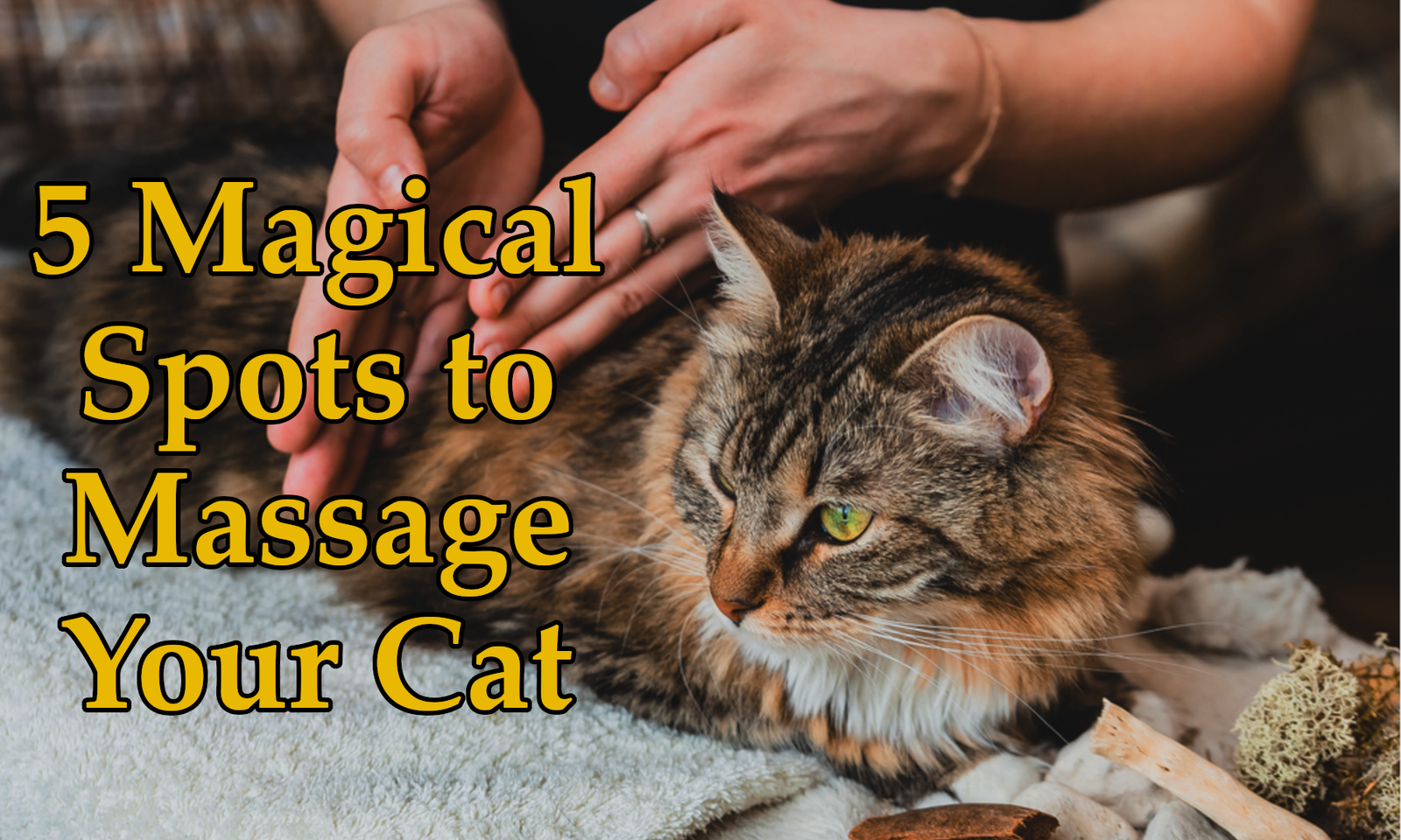 5 Magical Spots to Massage Your Cat – The Secret to Unlocking Her Love