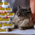 How to Groom an Anxious Cat