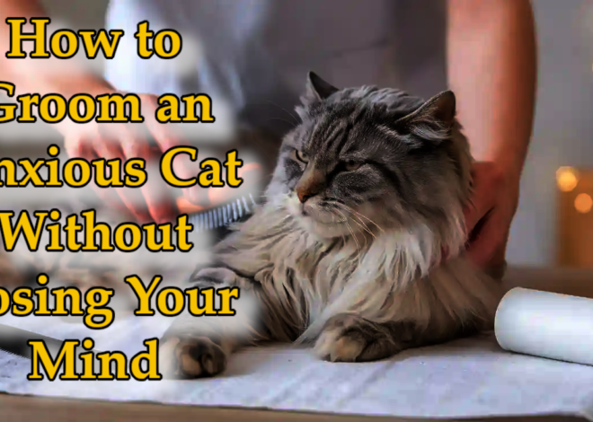 How to Groom an Anxious Cat Without Losing Your Mind (Or Getting Scratched)