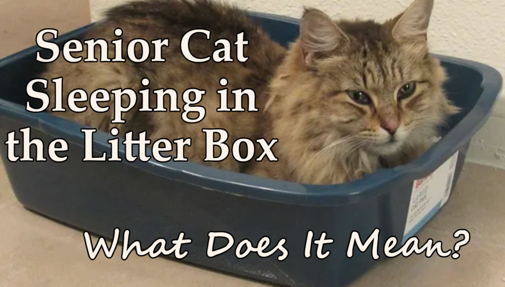 Senior cat sleeping inside litter box behavioral change warning sign