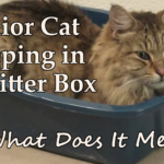 Senior cat sleeping inside litter box behavioral change warning sign
