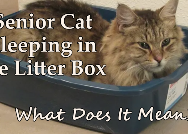 Senior Cat Sleeping in the Litter Box: What Does It Mean?