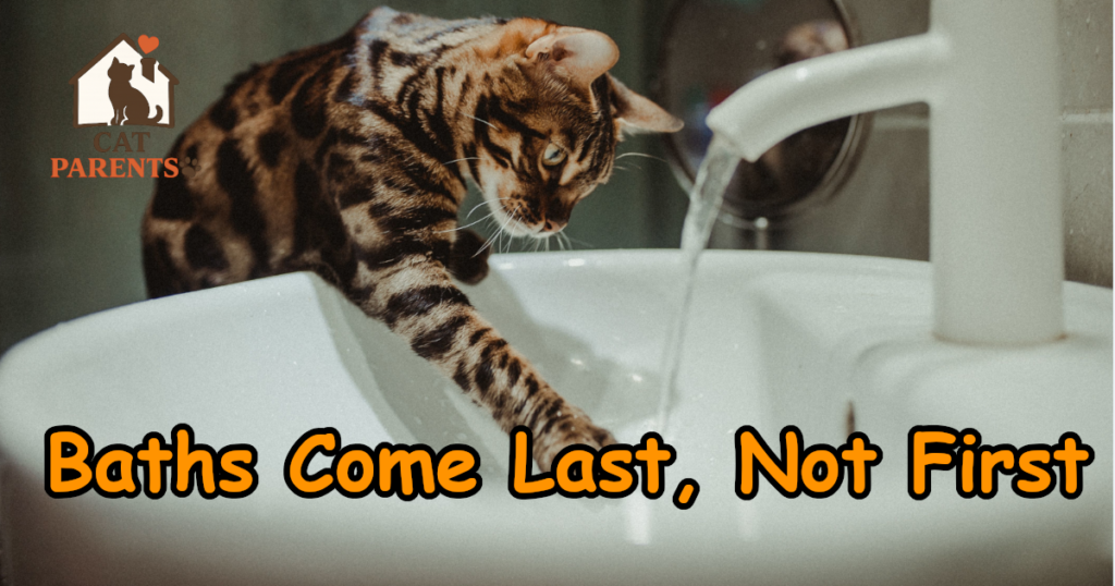 Cat calmly near water during gradual bath desensitization