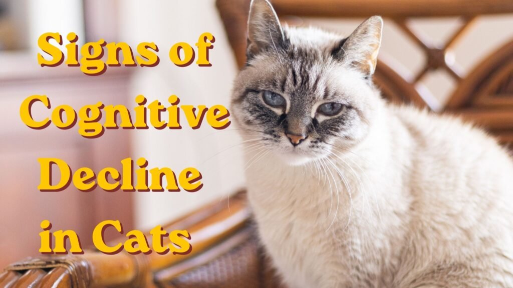 Signs of cognitive decline in cats - senior cat staring blankly