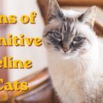 Signs of cognitive decline in cats - senior cat staring blankly