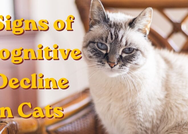 Signs of Cognitive Decline in Cats: What to Watch For and What to Do