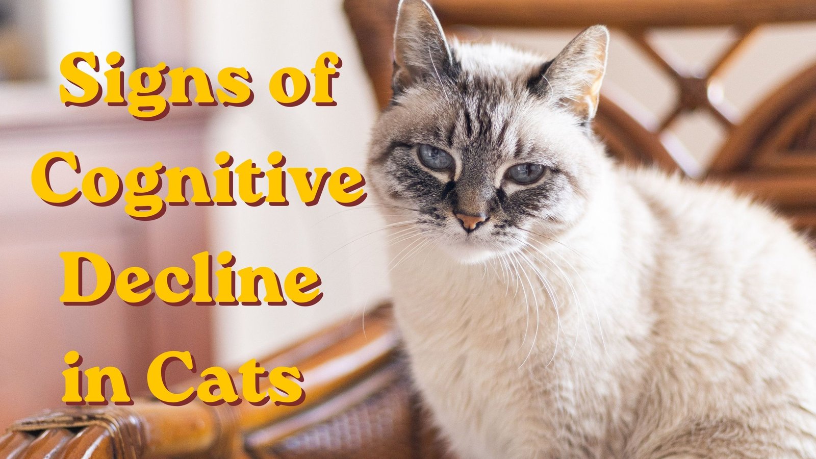 Signs of Cognitive Decline in Cats: What to Watch For and What to Do