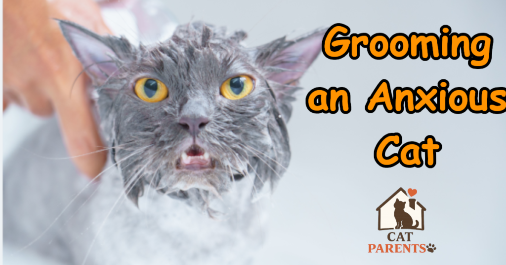 How to desensitize a cat to grooming - cat backing away from brush