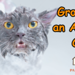 How to desensitize a cat to grooming - cat backing away from brush