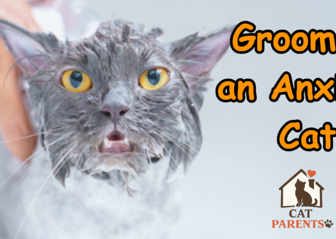 How to Groom an Anxious Cat: Desensitization Techniques That Actually Work