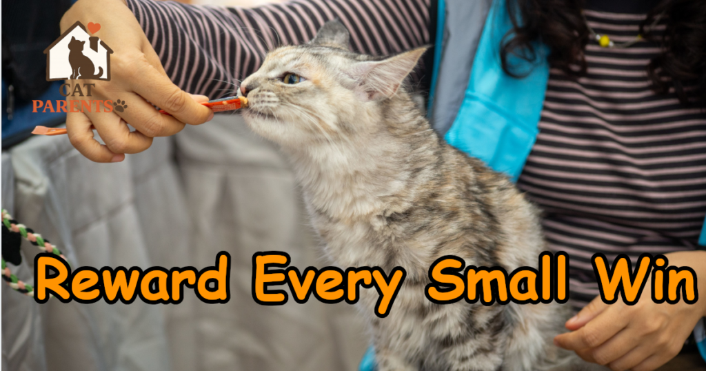 Cat receiving a treat during a short grooming session