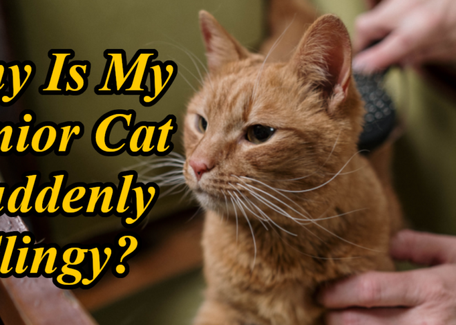 Why Is My Senior Cat Suddenly Clingy? What It Means and When to Worry