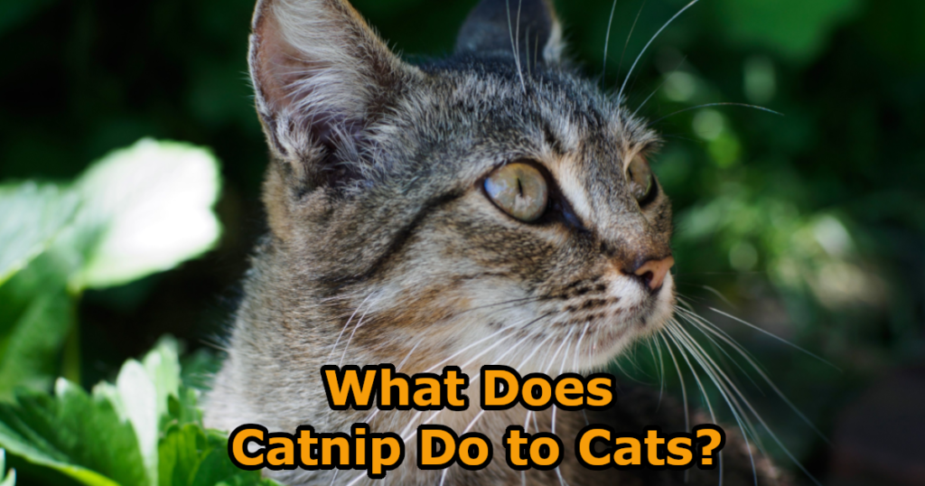 What Does Catnip Do to Cats? The Science Behind the Silly Behavior
