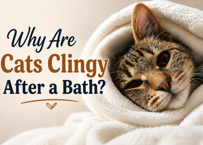 Why Are Cats Clingy After a Bath? The Real Reasons Explained