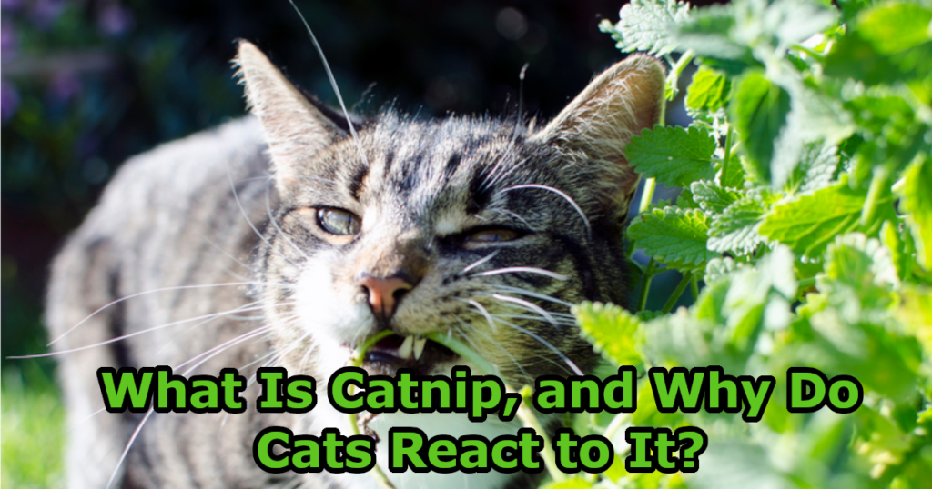 What Is Catnip, and Why Do Cats React to It?
