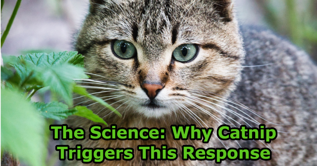 The Science: Why Catnip Triggers This Response