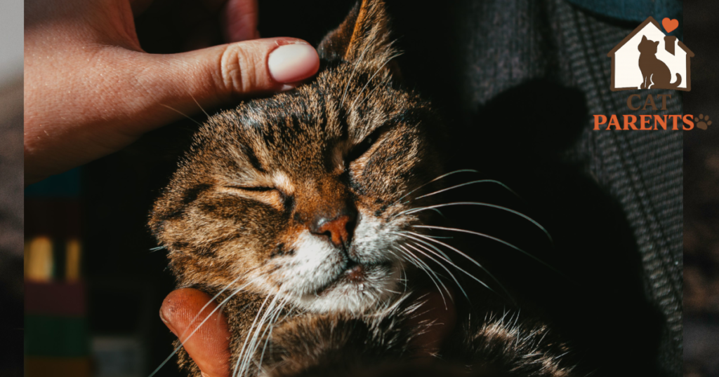 Senior cat resting in a warm bed near its owner